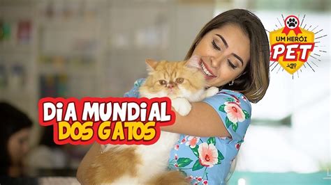 O dia 8 de agosto foi instituído como dia internacional do gato. DIA MUNDIAL DOS GATOS - YouTube