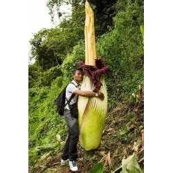 Zitronensäure ist ein nützlicher haushaltshelfer. Titanenwurz, Titanwurz Samen (Amorphophallus titanum ...