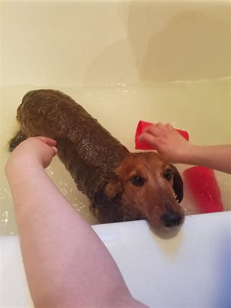 Bathing a baby can be anxiety provoking. Someone doesn't like his bath. : Dachshund