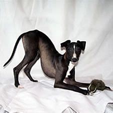 Puppies may become darker or lighter in their base color. About Time Italian Greyhounds - IG Colors and Markings ...