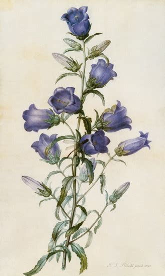 Find all clothing, shoes, lingerie on la redoute.com. Campanula: Medium (Canterbury Bell) - Pierre Joseph Redouté as art print or hand painted oil.