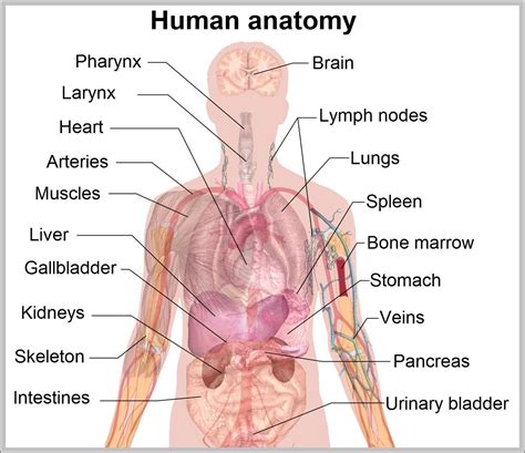 540 figure drawing / torso ideas | figure drawing, anatomy reference, anatomy drawing. Anatomy - Page 37 - Graph Diagram