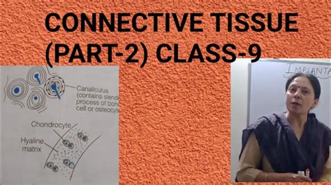 Check spelling or type a new query. CONNECTIVE TISSUE /ANIMAL TISSUES/ CLASS-9 (PART-2) - YouTube