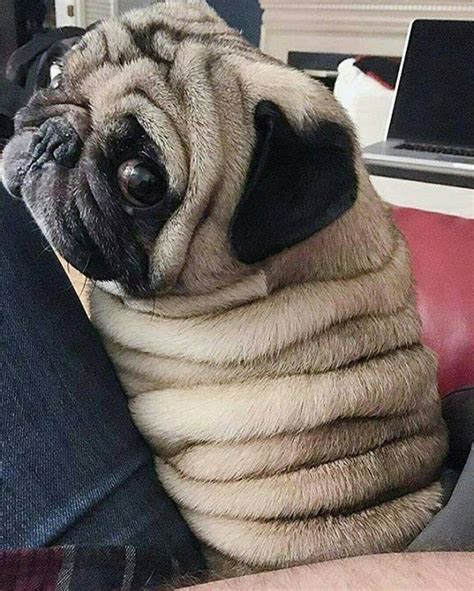 Eating juicy fat black pussy. Wrinkles (med bilder) | Mopsar, Hundar, Roliga djur
