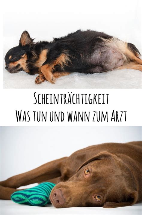 Wenn eine hündin von einem weit entfernt lebenden rüden gedeckt werden soll. Scheinträchtigkeit - Was tun und wann zum arzt | miDoggy ...