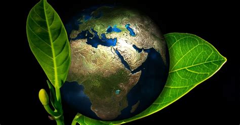 Meio Ambiente: o que é, resumo, importância e preservação - Significados