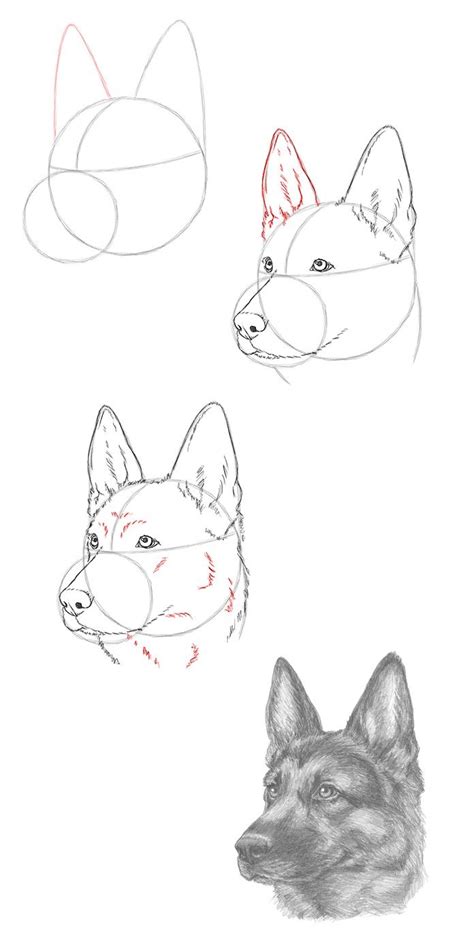 #drawsocute learn #howtodraw a cute, cartoon german shepherd puppy dog …. How to Draw a German Shepherd VIDEO & Step-by-Step ...