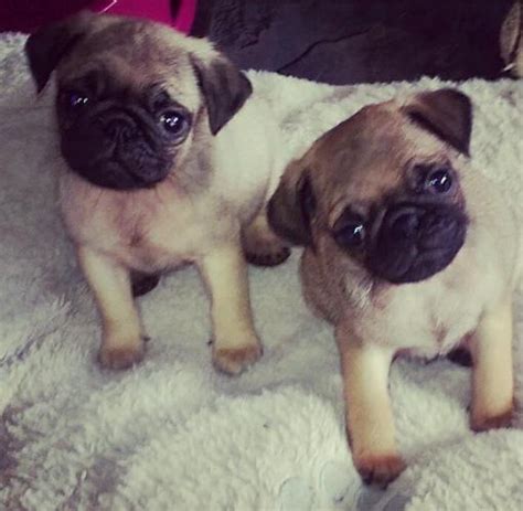 Find pug puppies and breeders in your area and helpful pug information. happy pug puppies need a sweet home for Sale in Phoenix, Arizona Classified | AmericanListed.com