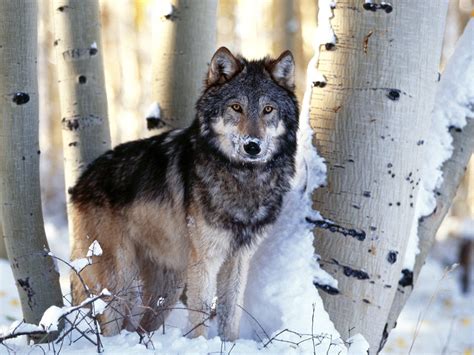 Young male wolf, one of five that has recently arrived, explores its new enclosure at the wild place project on march 13, 2014 in bristol, england. Wolves as Pets | Fun Animals Wiki, Videos, Pictures, Stories