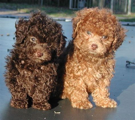 These adorably fluffy cavapoo puppies are a cross between a cavalier king charles spaniel and a miniature poodle. Toy Cavoodle Puppies For Sale California