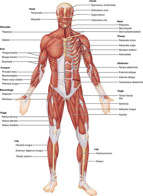 Bones in human body is the solid structure that helps in making the physical appearance of the body. Human Anatomy and Physiology - Pearson eText 2.0 | Human ...