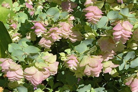 Edible crops, flowers or seeds* *please check which parts of the plant are edible and if they need to be cooked. Ornamental oregano is a delightful perennial plant ...