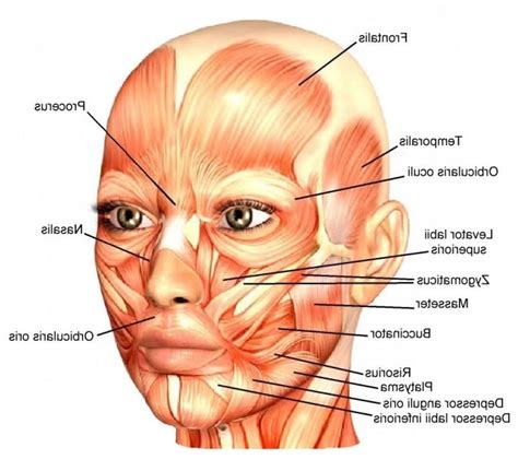 Despite having functionally different roles, the basic anatomy of each vertebra is very comparable throughout the entire spinal cord. face-muscle-diagram-labeled-facial-muscles-diagram-labeled ...