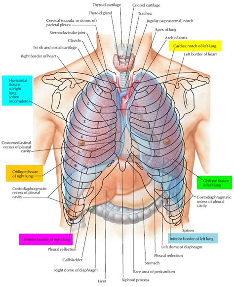 Surface anatomy of posterior chest wall. Auscultation - how to do chest, lung and heart auscultation