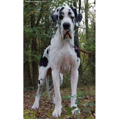 Puppy boy is a tall, hunk loaded with bone & substance. Vom Hause Faith European Great Danes, Great Dane Breeder ...