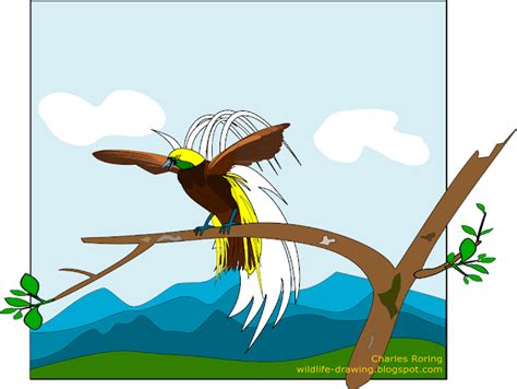 Mengonversi gambar anda ke png dengan konverter gambar online gratis ini. Male Lesser Birds Of Paradise - Sketsa Gambar Burung Cendrawasih Clipart - Large Size Png Image ...