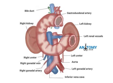 It is continuous with the terminal part of the stomach at the proximal end and with the jejunum at the distal end. Duodenum - Anatomy, Function, Location, Pictures, Significance