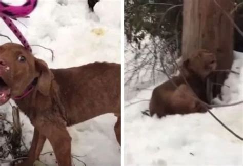 Cidade pode registrar a menor temperatura desde 1994. Cachorro que morreria de frio usa suas últimas forças para ...