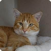 This is a public cat adoption board for members of the public. Denver, CO - Domestic Longhair. Meet 10th Avenue a Cat for ...