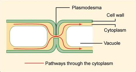 In animal cells, tight junctions and desmosomes differ from one another in that. Chapter 7. Introduction to Cells - Introduction to ...