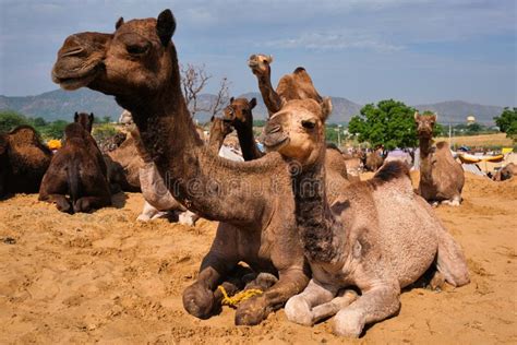 According to quran why asteroid falls on earth | urdu/hindi. Camels At The Pushkar Fair, Also Called The Pushkar Camel ...