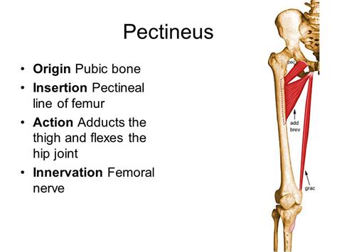 It is the longest and widest single nerve in the body. pectineus origin and insertion - Google Search | Muscle ...