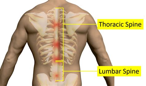 Rib cage anatomy, rib cage, thoracic cage. Anatomy Between Hip Lower Ribcage In Back / Learn about ...