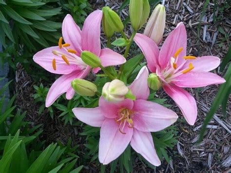 If you have good quality pics of pink, you can add them to forum. Pretty Pink Lilies (With images) | Nature beauty, Pink ...