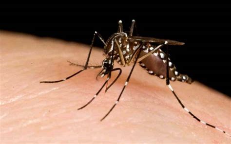 Demam denggi adalah sejenis virus yang disebarkan melalui gigitan nyamuk betina (aegypti aedes dan aibopictus aedes).demam denggi terdapat di hutanhutan tropika dan bukan tropika di benua dan biasanya bilangan nyamuk. Minum Air Ketum Antara Mitos Merawat Demam Denggi - Zine Medik