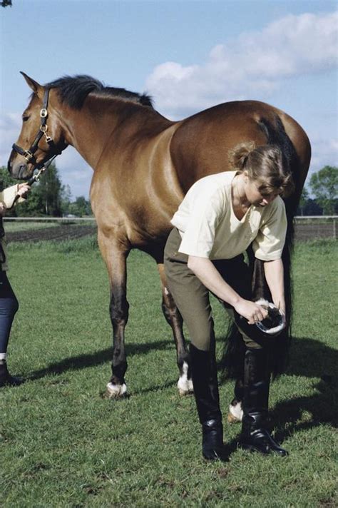Healthy Horses: How to care for your horse's hooves