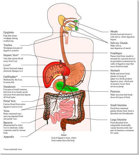 Characteristic of the vertebrate form, the human body has an internal skeleton that includes a backbone of vertebrae. Male Internal Organs Diagram - ClipArt Best