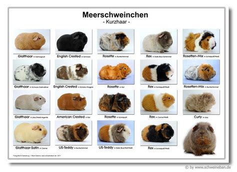 Spielzeug stricken stricken und häkeln finger häkeln hund häkeln häkeln grundlagen tiere häkeln anleitung. Informationen über Meerschweinchen: Herkunft - Lebensweise ...
