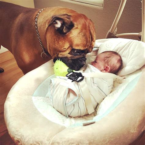 Increased crying is a common symptom of most neonatal problems. Bullmastiff Comforts Crying Baby In A Special Way