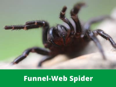 It is actually responsible for many less bites than the also notorious redback spider. Sydney Funnel Web Spider - Australian Reptile Park