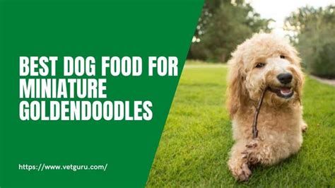 Check spelling or type a new query. Best Dog Food for Mini Goldendoodles of 2021