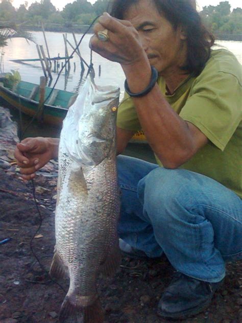 Rangkaian pancing kakap barramundi dasaran berpelampung untuk malam hari. Kakap Putih Kampung Blacan