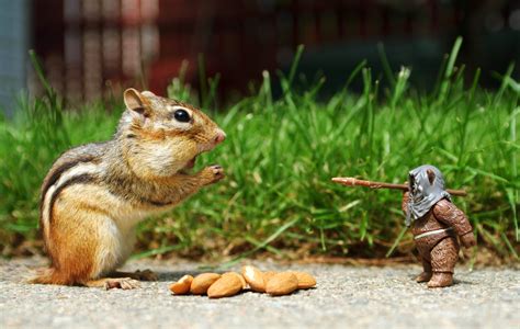 Simply choose the ones that please you the most and download it for free. Funny Animals Wallpapers - Top Free Funny Animals ...