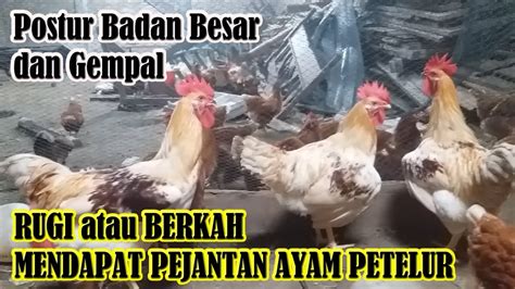 We did not find results for: RUGI atau BERKAH mendapatkan Pejantan dari Ayam Petelur ...