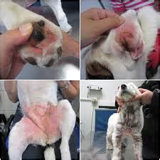 Allergia alimentare nel cane e nel gatto - Dr. Elena de ...