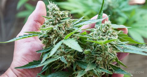 As hemp explodes in popularity, users are increasingly seeking out the world's strongest hemp flower strains. How to Harvest Cannabis Plants - Sensi Seeds