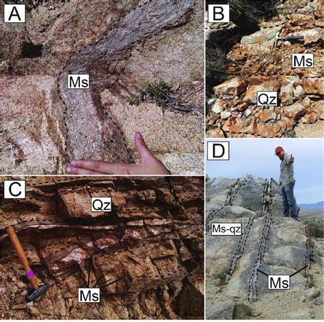 These deposits are probable metallogenic analogues of the polymetallic sulphide deposits recently. Coarse muscovite alteration and veins in outcrop. A ...