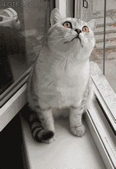 Gif links cannot contain sound. Beschreibt euch oder andere User in Bildern/gifs! - Seite ...