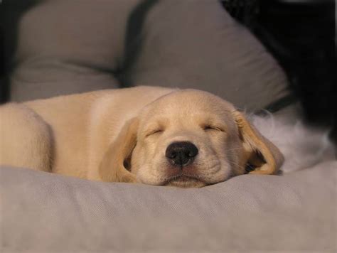 After she gets to the point where she no longer cries at night to go. Ways to Help Dogs Sleep (Eliminating Sleep Issues)