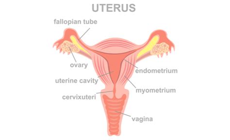 At 64 i was diagnosed with hyperplasia with atypia by d and c. Uterine Cancer: Symptoms, Risk factors, And Treatment ...