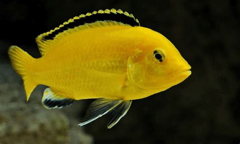 Jika anda mencari oscar paling cantik dan memiliki harga jual tinggi, oscar albino jawabannya. Ikan Oscar - Daftar Jenis dan Harga Ikan Oscar Lengkap ...