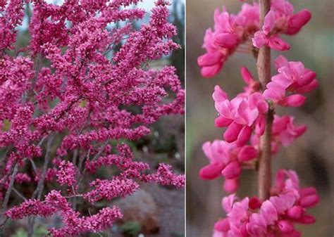 Here are a few common ones found at land trust protected lands. This may be my favorite flowering tree. I don't see many ...