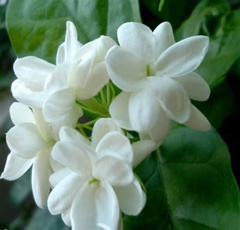 Looking for a good deal on flower jasmin? Devine Jasmine (Chameli) - Queen of the Night- Subdued ...