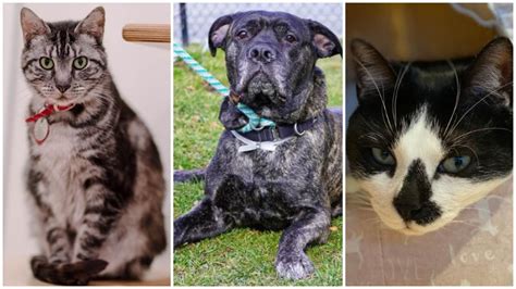 There are many ways to find the right pet for your home. Cat Named Tommy Hilfiger Among Pets Up For Adoption on ...