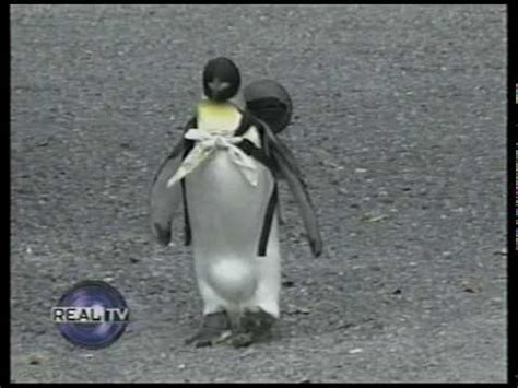 Accurate content you can trust, spreading knowledge on the animal kingdom, and giving back. Pet Penguin in Japan - YouTube