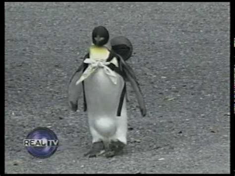 Lps penguin generation 3 pets. Pet Penguin in Japan - YouTube